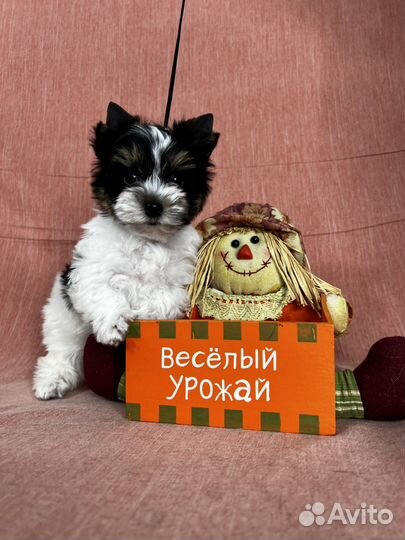 Щенки бивер