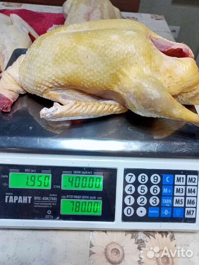 Мускусные утки тяжелые линии