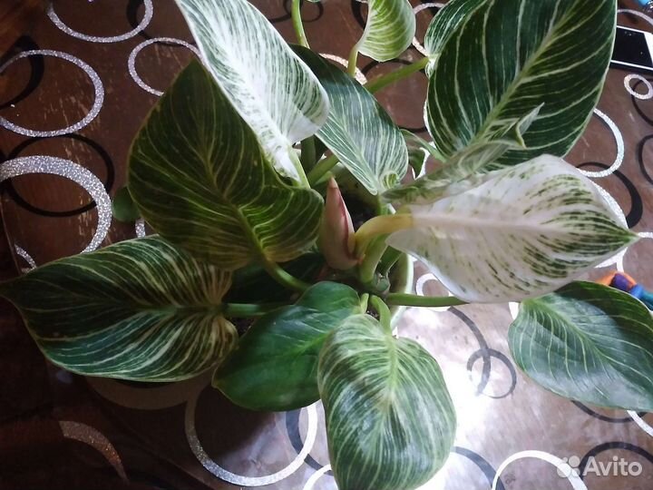 Филодендрон Биркин white