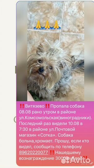 Йоркширский терьер мини девочка