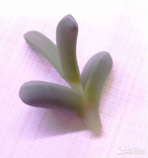 Суккулент Корпускулярия Леманна