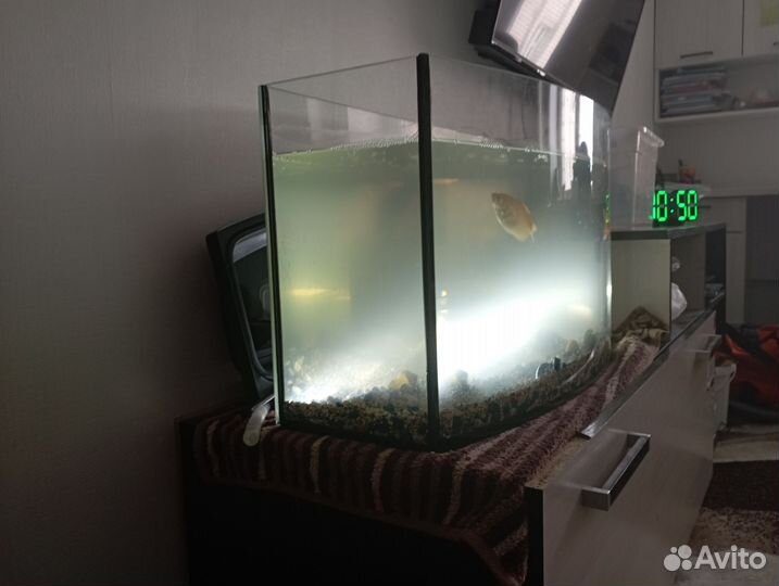 Аквариум с рыбками