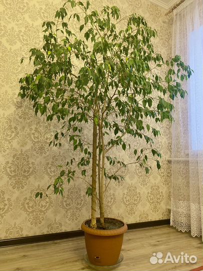 Фикус бенджамина большое дерево 2 метра