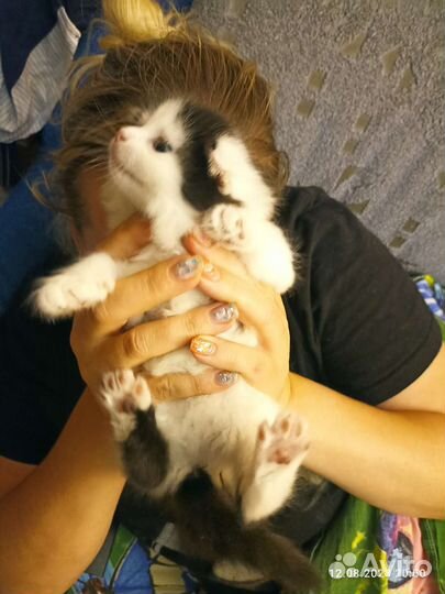 Черно белый котенок в дар