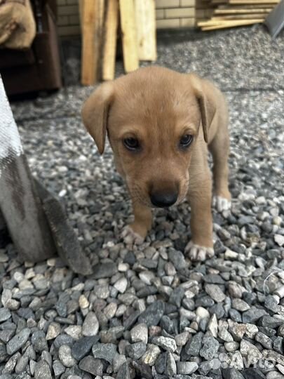 Отдам в добрые руки