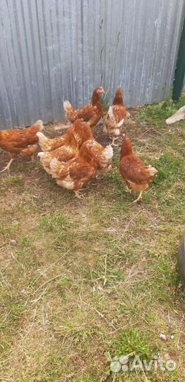 Куры молодки