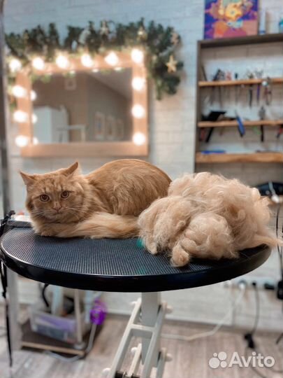 Стрижка собак и кошек.Озонотерапия SPA для собак