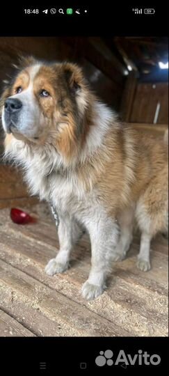 Пушистый красавец