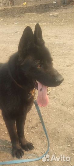 Немецкая овчарка+вео