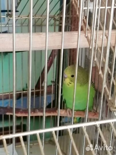 Волнистый попугаи