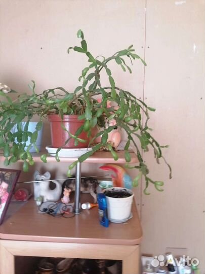 Комнатные цветы