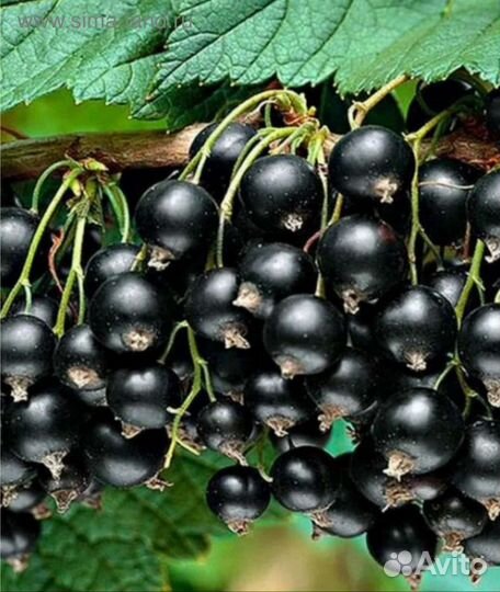 Черная, красная, белая смородина