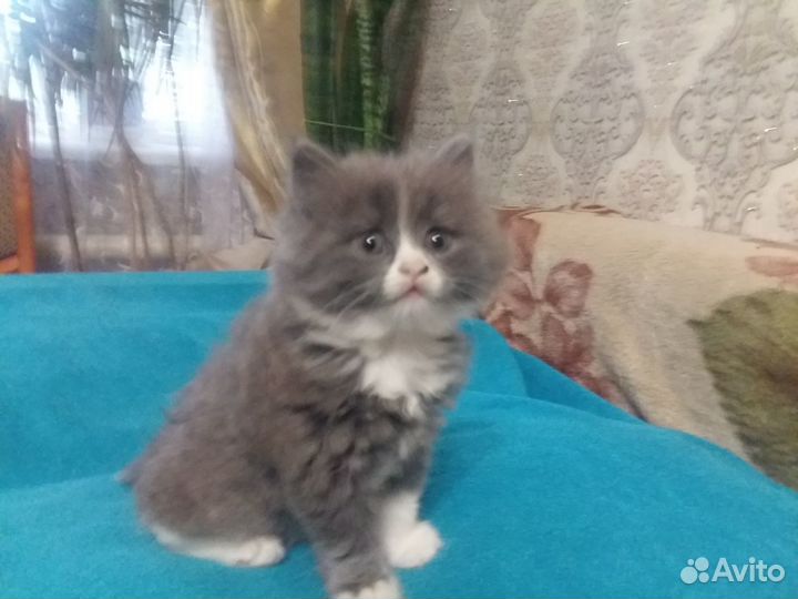 Отдам котенка
