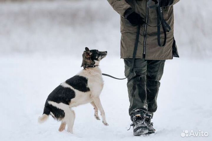 Собака в добрые руки девочка