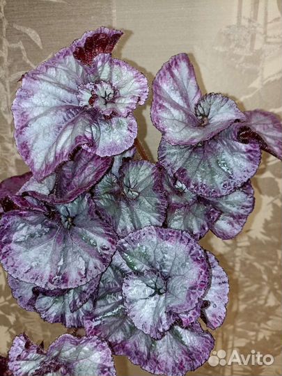 Бегонии декоративно-лиственные Ч. 4