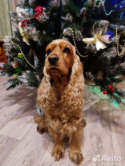 Щеночек английского кокер-спаниеля