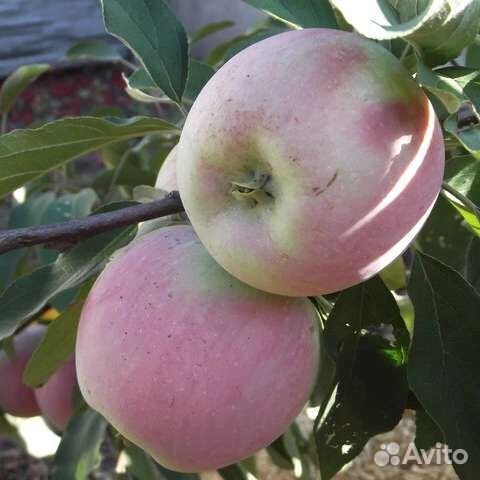 Яблоня зимняя Памяти Ульянищева