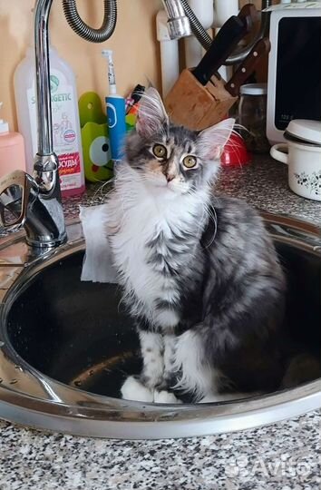 Котята мейн-кун