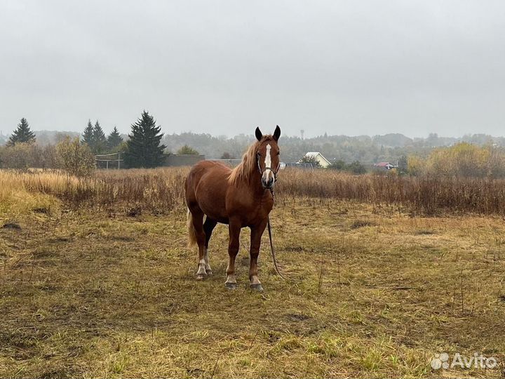Лошадь (жеребец)