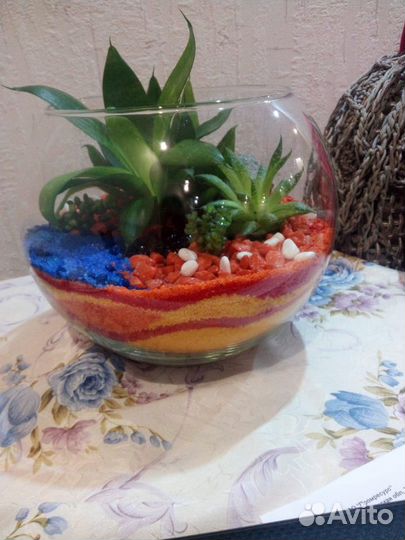 Флорариум из суккулентов