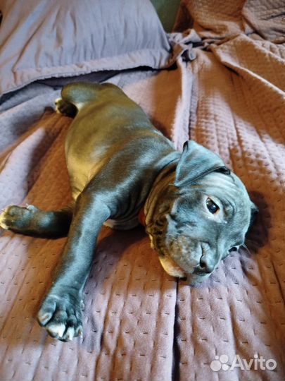 Щенок питбуль