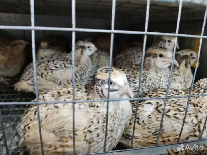 Перепела, инкубационное яйцо