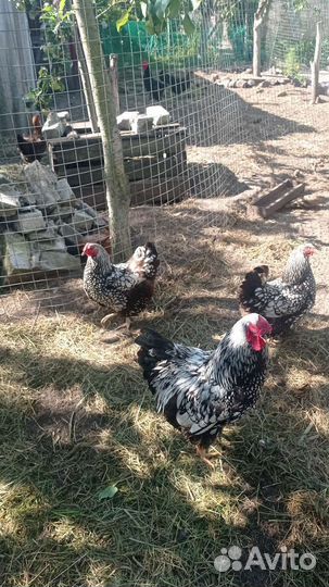 Куры несушки