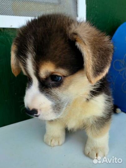 Вельш корги пемброк мальчик триколор с хвостом