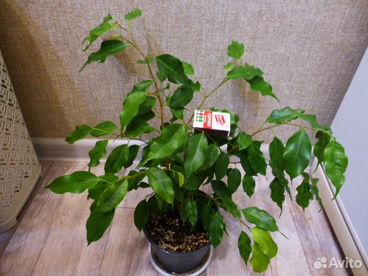 Фикус бенджамина Голден Моник