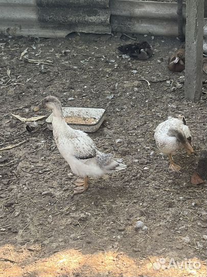 Индийский бегунок