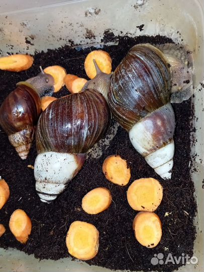 Улитки ахатины маленькие (детёныши)