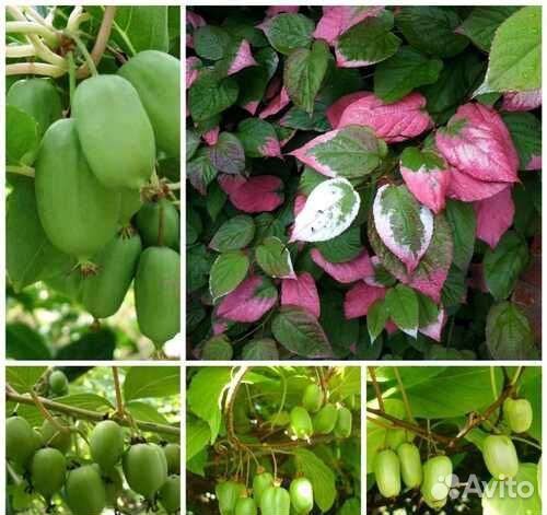 Актинидия коломикта