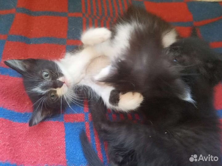 Отдам котят в добрые руки