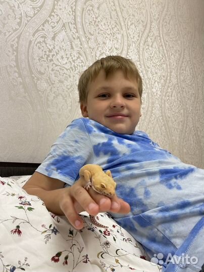 Геккон эублефар леопардовый