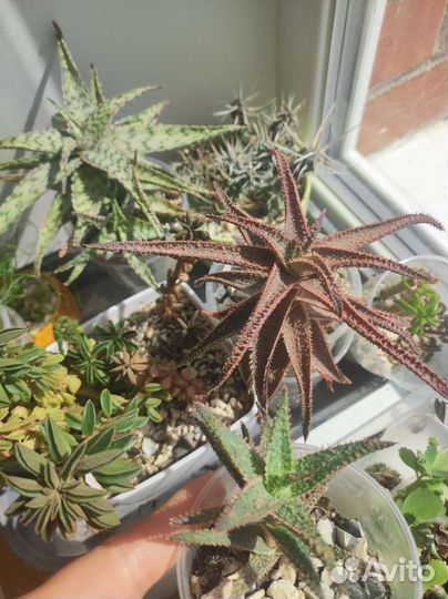 Алоэ красное, церопегия вар, альбука и др