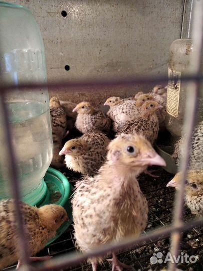 Перепел, Фазан, Цесарка