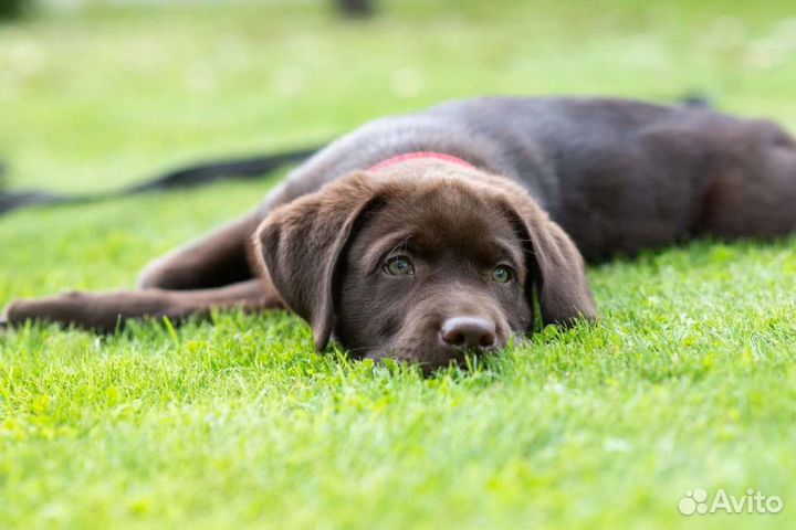 Щенки лабрадора