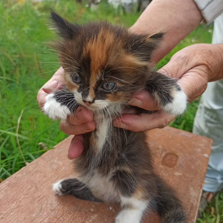 Котята 1,5 месяцаочень нужна помощь