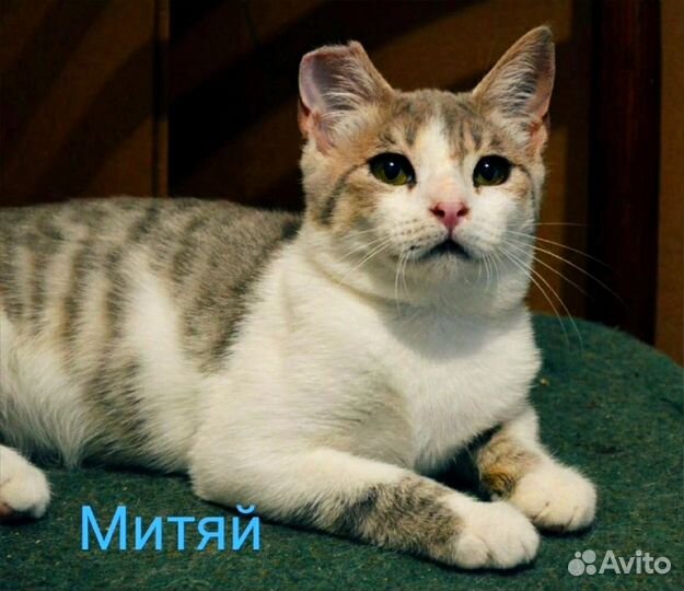 Мы очень хотим стать домашними