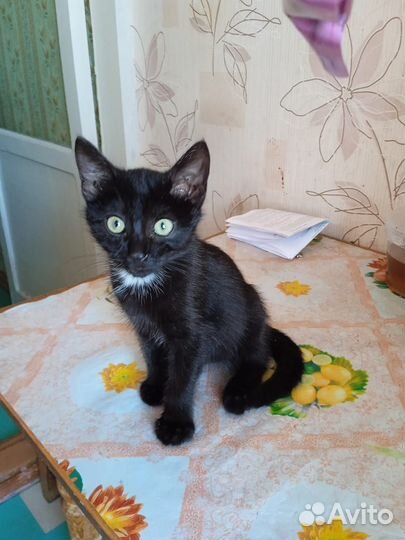 Сиамские котята