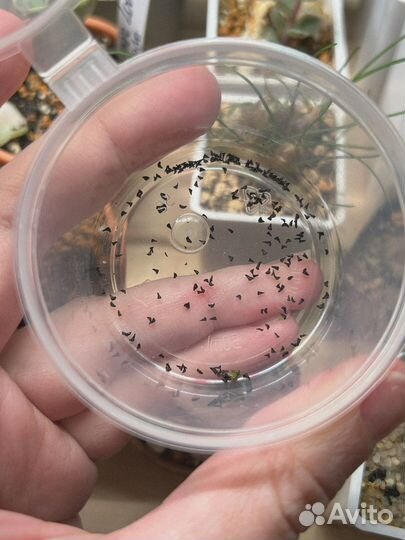 Суккуленты, drimia uniflora