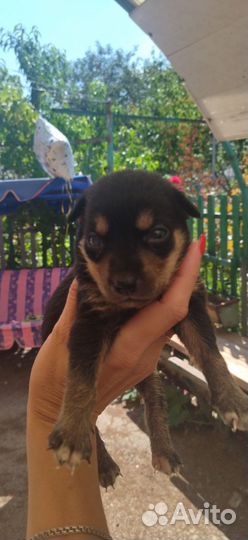 Раздаём щенков