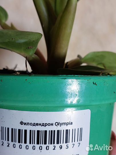 Филодендрон олимпия