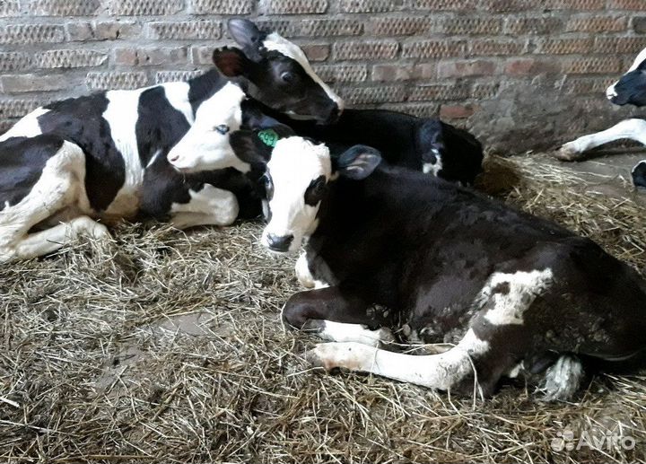 Бычки телочки (мясные и мясо - молочные)