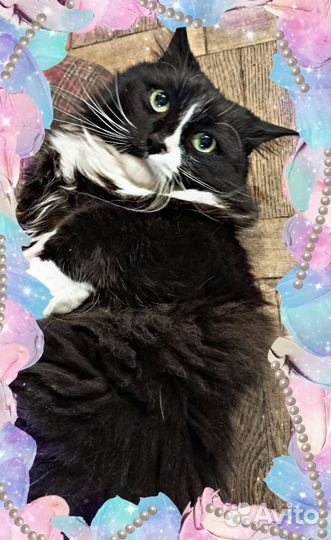 Кот один в квартире. Умер хозяин