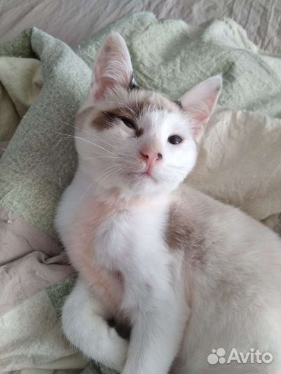 Котёнок Адмирал Нельсон