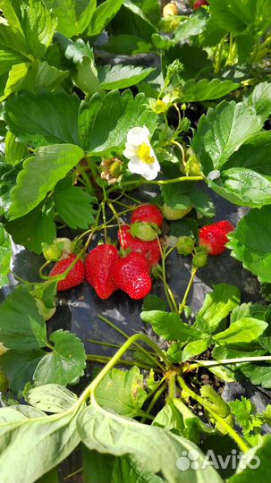 Клубника со своего хозяйства