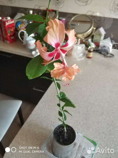 Гибискус Китайская роза Санрайз лососевая