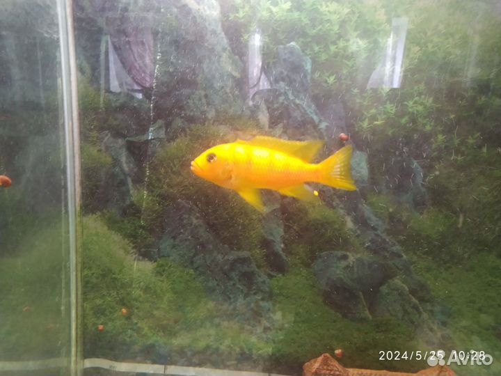 Рыба в аквариум