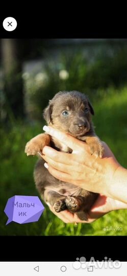 Щенок в добрые руки